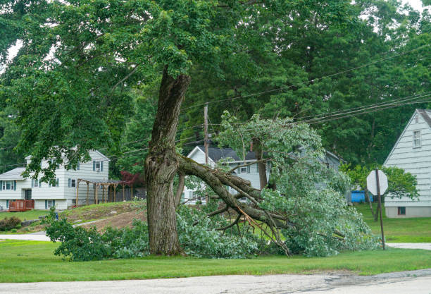 Best Tree Branch Trimming  in USA